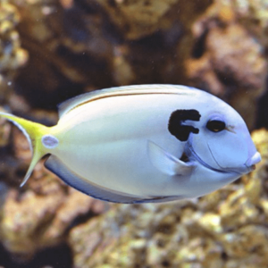 Tenentini Tang - FISH