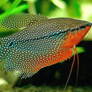 Trichogaster - Leeri