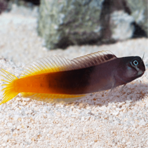 Two Colored Blenny - FISH