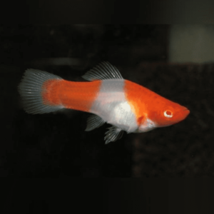 Xiphophorus helleri -Koi kohaku