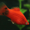 Xiphophorus - Maculatus WG brush tail