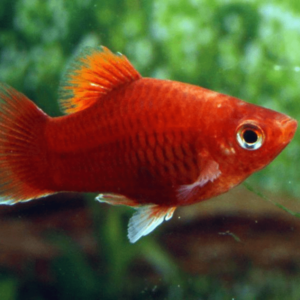 Xiphophorus maculatus - Coral