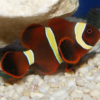 Yellow Coral Goby - FISH