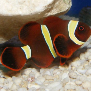 Yellow Coral Goby - FISH