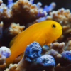 Yellow Coral Goby - FISH