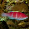 Yellow Fin Fairy Wrasse - FISH