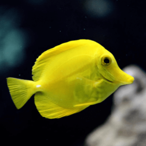 Yellow Shoulder Tang - FISH