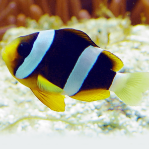 Yellow Tail Clown - FISH