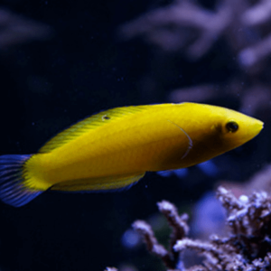 Yellow Wrasse - FISH