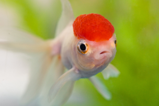 Carassius auratus RED CAP-ideacquario