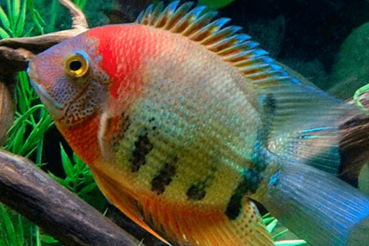 Heros – Rotkeil sp.-IDEACQUARIO