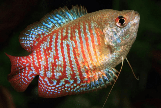 Trichogaster lalius-IDEACQUARIO