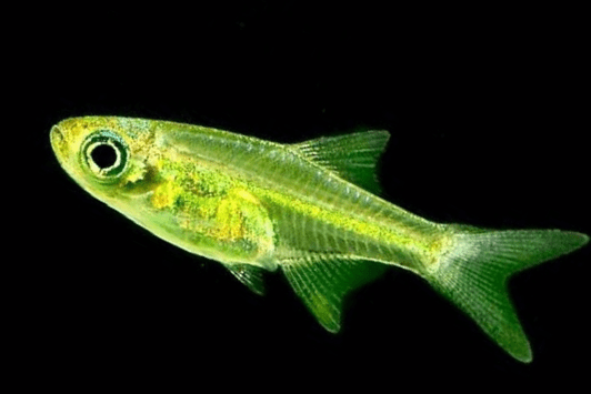 Microrasbora kubotai -IDEACQUARIO